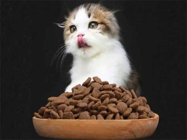 貓糧